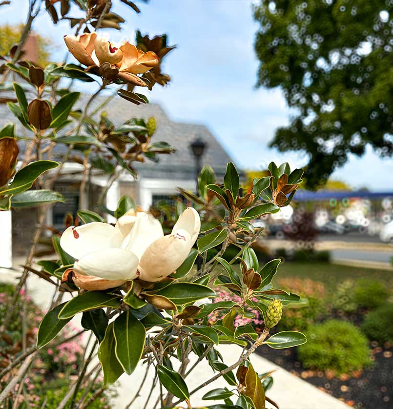 bloodgoodlandscape projects